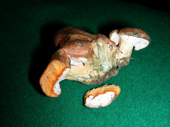 584 Febbraio vecchio ritrovamento